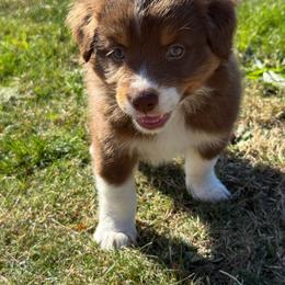 Boo boo - Red tri-color female Australian Shepherd puppy in Otis, Oregon from Heritage Hill Aussies