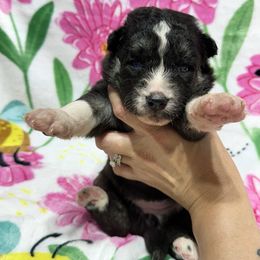 AKC Belly - Black tan and white female Siberian Husky puppy in Centreville, Maryland from Huskies By the Bay
