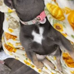 French Bulldogs from Lovey’s Frenchies