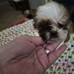 Boy 2 - Brindle male Shih Tzu puppy in Trout, Louisiana from Magnolia Farm's LLC