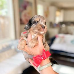 Poppy-Red - Merle female Bernedoodle puppy in Ontario, California from Teddy Doodles & Standard Poodles