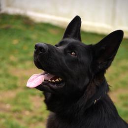 Bagheera - German Shepherd
