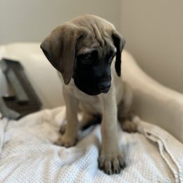 Mastiff Puppies from MLJ Mastiffs Florida