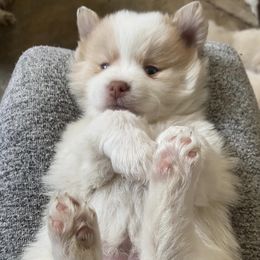 Pomskies from Debrah Kadabra’s