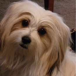 Shih Tzus from Haney Alan's Shih Tzus