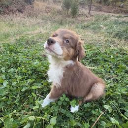 Zorro - Red tri-color male Australian Shepherd puppy in Grants Pass, Oregon from Carmel Mountain Aussies