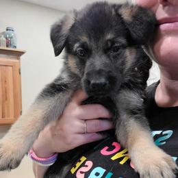 Red - Black and red female German Shepherd puppy in Coatesville, Pennsylvania from Jessica's German Shepherds
