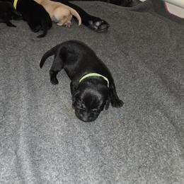 Green collar - Labrador Retriever puppy from Foundation Retrievers