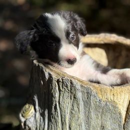 Ranger - Black and white male Border Collie puppy in Paris, Texas from Broadmoor Farm