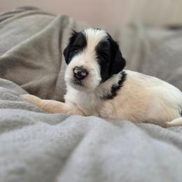 Luna - Black and white female Bernedoodle puppy in Malden, Illinois from Doting Doodles
