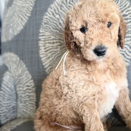Poppy - Apricot Goldendoodle puppy in Stansbury Pk, Utah from My Doods