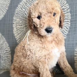 Poppy - Apricot Goldendoodle puppy in Stansbury Pk, Utah from My Doods