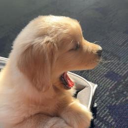 Golden Retriever Puppies from Landin Doner