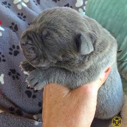 Beau - Gray male Cane Corso puppy in Nashville, Tennessee from PrestigiousK9