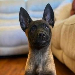 Belgian Malinois, Dutch Shepherds, and German Shepherds from VANDERLINDEN.POLITIEHONDEN