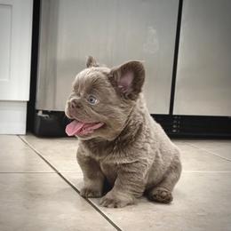 Kiara - Tricolors female French Bulldog puppy in San Diego, California from Hlop Frenchies LLC