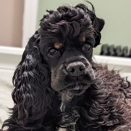 Jayda - Cocker Spaniel