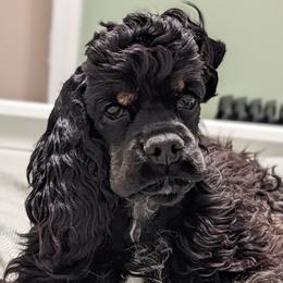 Jayda - Cocker Spaniel