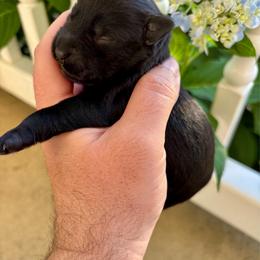 Girl 3 - Black female Miniature Schnauzer puppy in Alabama from Little River Miniature Schnauzers