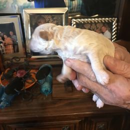 Poodle Puppies from Jm’s Precious Poodles