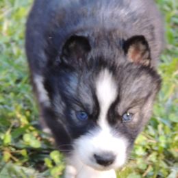 Pomsky and Siberian Husky Puppies from Beastly Beauties Huskies & Pomskies