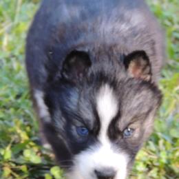 Pomsky and Siberian Husky Puppies from Beastly Beauties Huskies & Pomskies