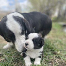 Teeter - Cardigan Welsh Corgi