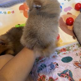 Timber - Chocolate merle male Pomeranian puppy in Harrisonville, Missouri from Cindy's Pomeranians