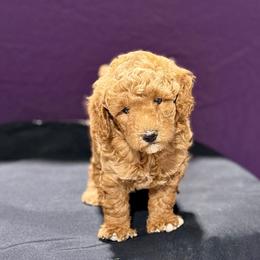 Hermione - Red  female Poodle puppy in Bells, Texas from Partridge Doodles and Poodles