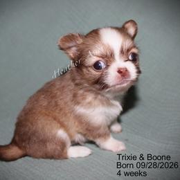 Tiny girl - Black sabled fawn female Chihuahua puppy in Livermore, Kentucky from Warfenburg