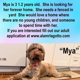 Mya - Brown roan female Lagotto Romagnolo puppy in Akron, New York from Almar Lagotto
