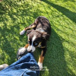 Roxie - Blue tri female Toy Australian Shepherd puppy in Snowflake, Arizona from Halfpint Aussies