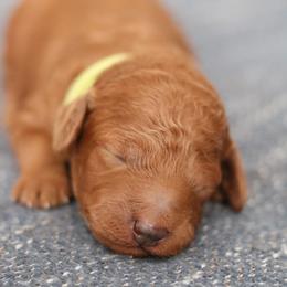 Clover - Red  female Poodle puppy in Laveen, Arizona from Nystrom Clan Pups
