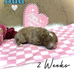Bud - Red  male Goldendoodle puppy in Runaway Bay, Texas from Green Ranch Doodles