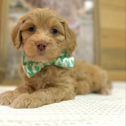 Zac top - Apricot male Aussiedoodle puppy in Arizona from Coats of Many Colors LLC