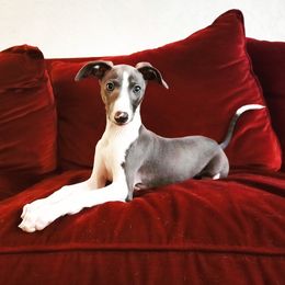 Italian Greyhound Puppies from Divine Italian Greyhounds