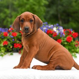 Mr. Brown - Rd whtn blk nose male Rhodesian Ridgeback puppy in Hillman, Minnesota from Rhoxwood Kennel