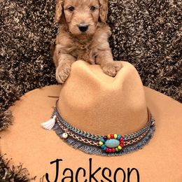 Goldendoodle Puppies from Ming’s Dynasty Doodles