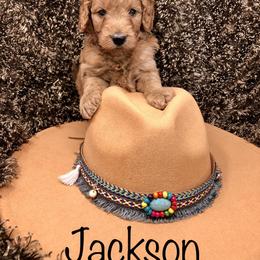 Goldendoodle Puppies from Ming’s Dynasty Doodles