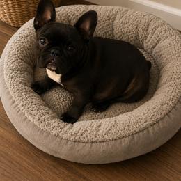 Pumpkin - Brindle and white female French Bulldog puppy in Ringgold, Georgia from A-K Boston Terriers