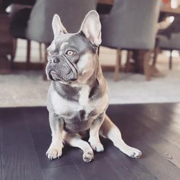 French Bulldogs from MJ Frenchies