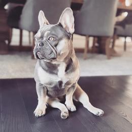 French Bulldogs from MJ Frenchies