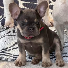 Miley-Pink - Blue female French Bulldog puppy in Palm Coast, Florida from Calypso Island French Bulldogs