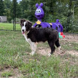 Titan - Blue male Border Collie puppy in Erwin, North Carolina from Herd That Farms