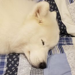 Samoyeds from WALA Samoyed