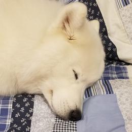 Samoyeds from WALA Samoyed