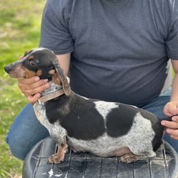 Opie - Dachshund