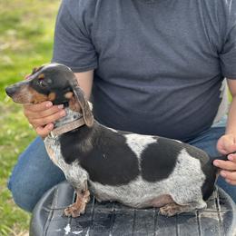 Opie - Dachshund