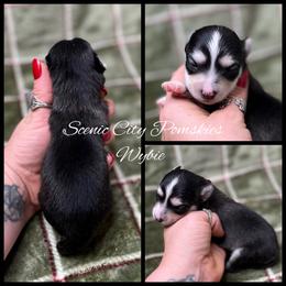 Wybie - Black and white male Pomsky puppy in Rossville, Georgia from Scenic City Pomskies