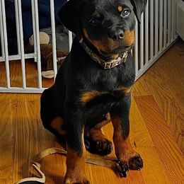 Rottweiler Puppies from Harris Hill Rottweilers